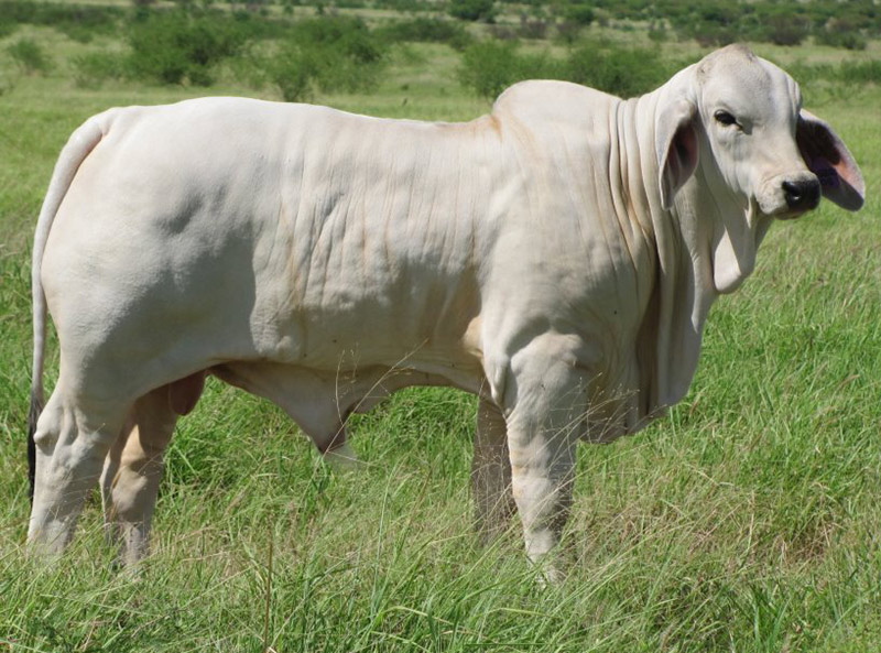 Halls Bullzeye Manso as a calf
