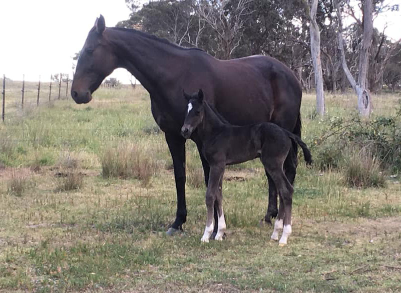 First Cantaur Park Daddy Who foal